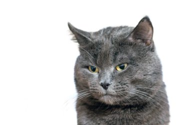 Güzel bir gri kedi beyaz arka plan üzerinde izole portresi.