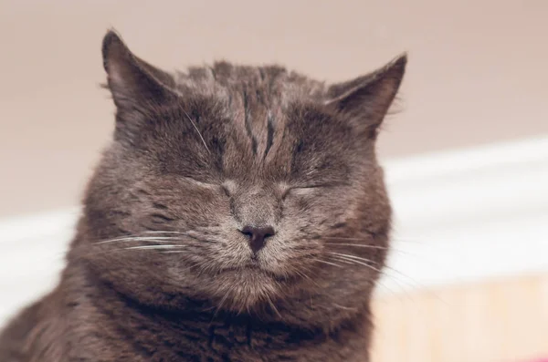 Portret Pięknej Szary Kot Zamkniętymi Oczami — Zdjęcie stockowe