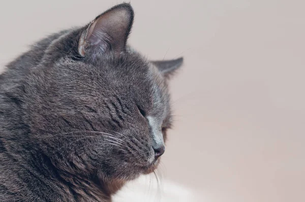 Portret Pięknej Szary Kot Zamkniętymi Oczami — Zdjęcie stockowe