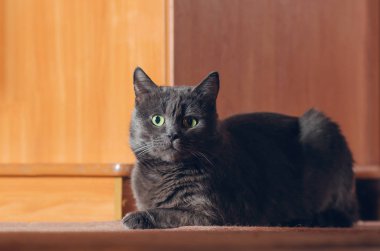 Güzel gri kedi yerde yatıyor..