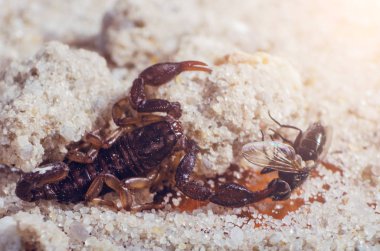 Akrep pençeleri sinek yakaladı tutar, yakın çekim.