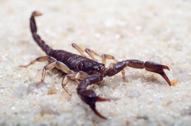 Akrep sürüngenler kum üzerinde Kapat.