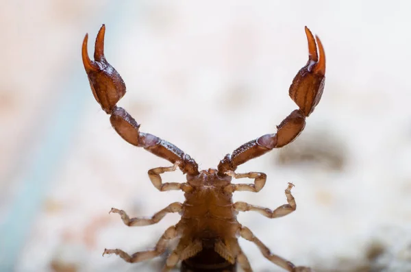 Вид Живот Когти Скорпиона Снизу — стоковое фото