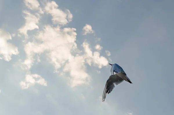 Gaviota Volando Cielo Azul Sobre Mar — Foto de Stock