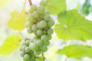 Güneş ışığı yeşil üzüm olgunlaşma Grup.