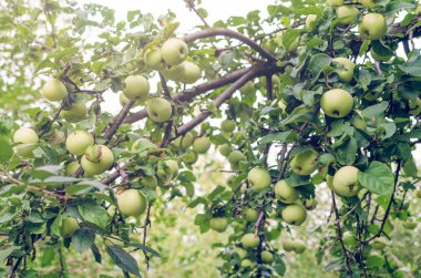 Yaz bahçesinde ağaçta taze yeşil elmalar.