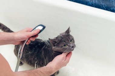 Banyoda gri bir kedi yıkıyor..