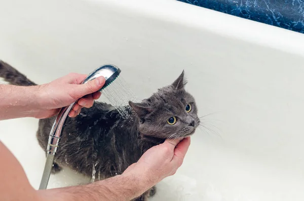 Bañar Gato Gris Baño — Foto de Stock