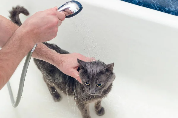 Banyoda Gri Bir Kedi Yıkıyor — Stok fotoğraf