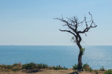 Bir uçurumun üzerinden denizin üzerinde kuru ağaç.