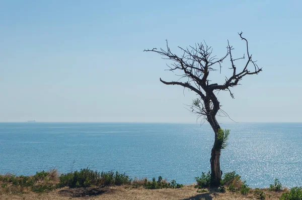 Bir uçurumun üzerinden denizin üzerinde kuru ağaç.