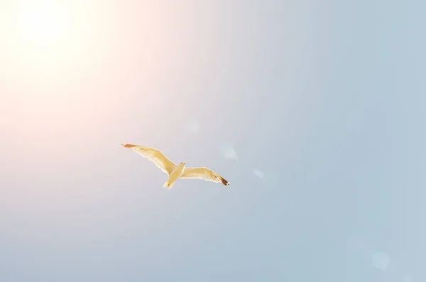 Gaviota Volando Cielo Azul Sobre Mar — Foto de Stock