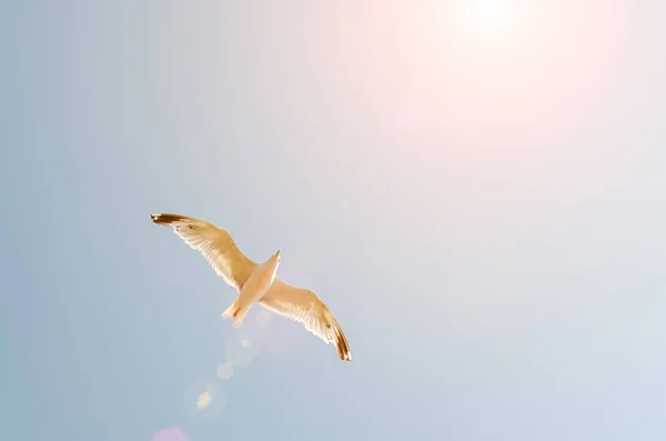 Möwe Fliegt Den Blauen Himmel Über Dem Meer — Stockfoto