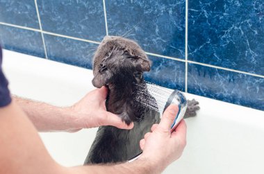 Banyoda gri bir kedi yıkıyor..