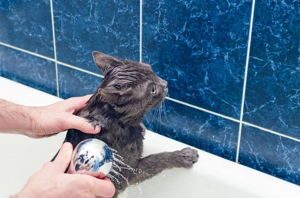 Banyoda Gri Bir Kedi Yıkıyor — Stok fotoğraf