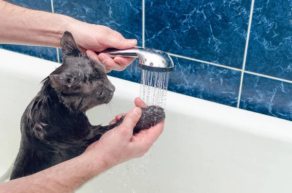 고양이를 화장실에서 목욕시키는 — 스톡 사진