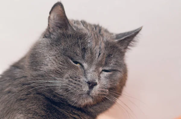 Portrait Beautiful Gray Cat Eyes Closed — Stock Photo, Image