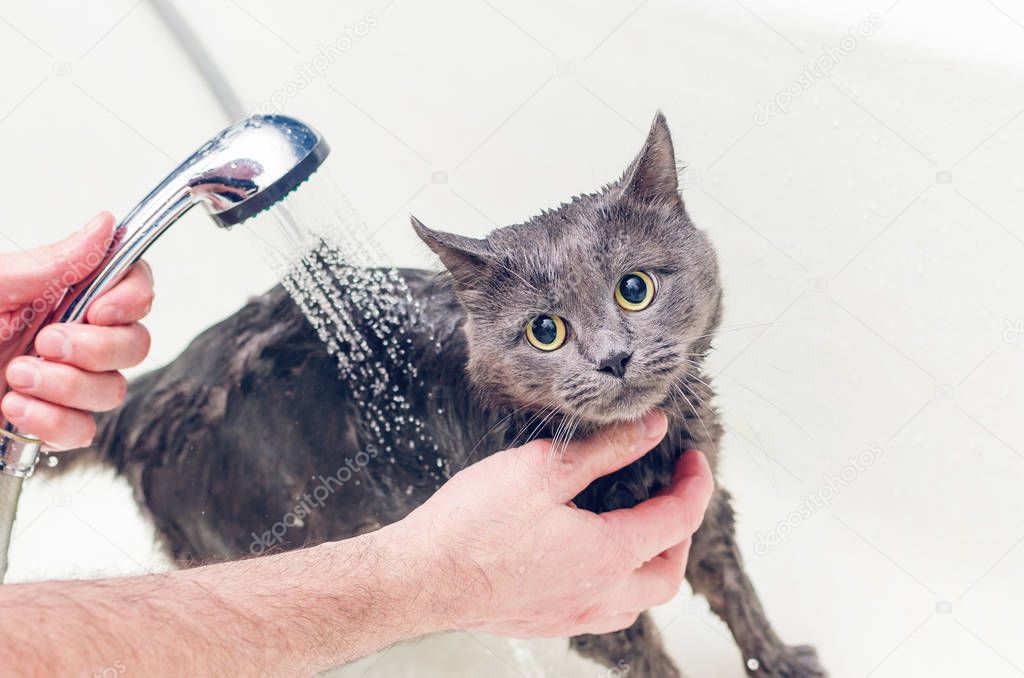 Bathing a gray cat in the bathroom.