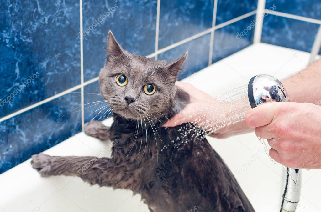 Bathing a gray cat in the bathroom.