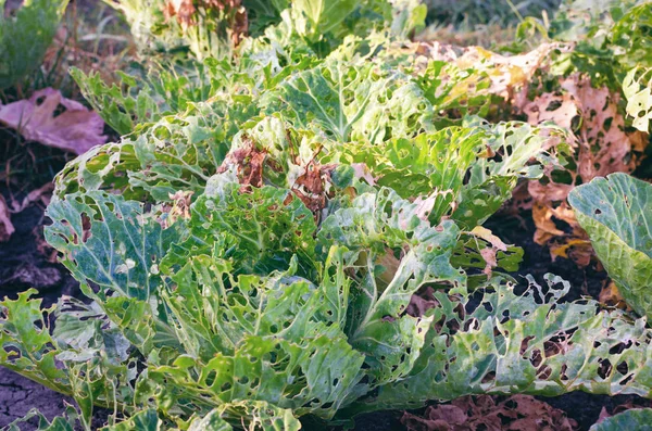 ナメクジに食べられるキャベツの葉 寄生虫は収穫を台無しにする — ストック写真