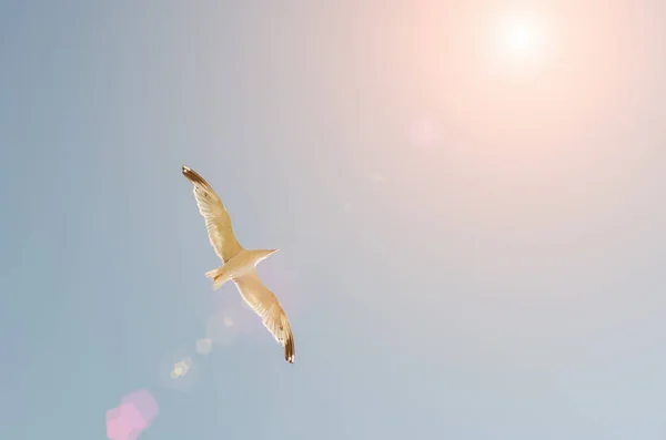 Seagull flying in the blue sky over the sea