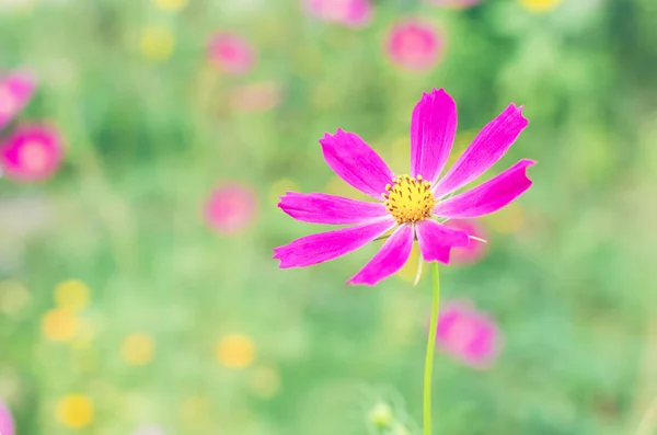 Flowers Cosmos Flowerbed Blurred Background — Stock Photo, Image