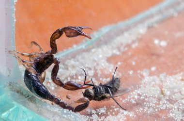 Akrep pençeleriyle yakaladı bir sinek tutar ve sting ile acıyor yakın çekim.