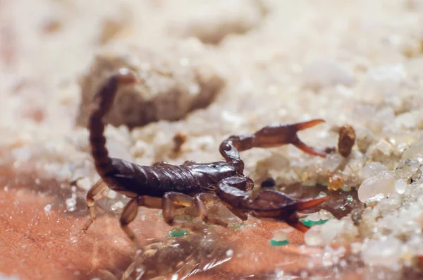 Scorpion Creeps Sand Close — Stock Photo, Image