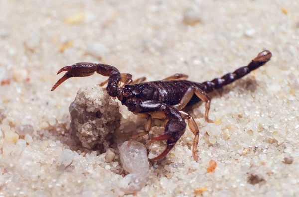 Scorpion Creeps Sand Close — Stock Photo, Image