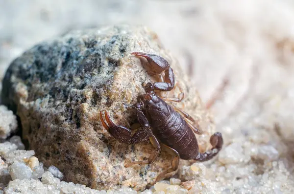 Scorpion Sitting Stone Close — Stock Photo, Image