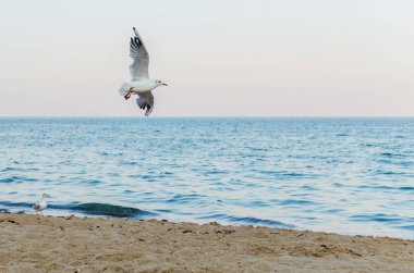 Deniz mavi gökyüzünde uçan martı