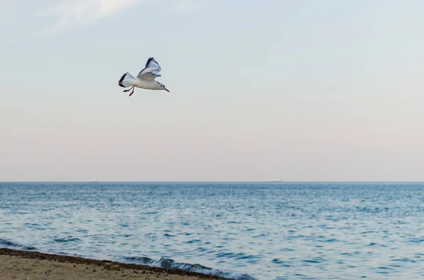 Deniz Mavi Gökyüzünde Uçan Martı — Stok fotoğraf