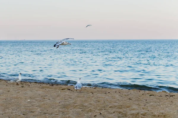 Möwe Fliegt Den Blauen Himmel Über Dem Meer — Stockfoto