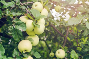 Yaz bahçesinde ağaçta taze yeşil elmalar.