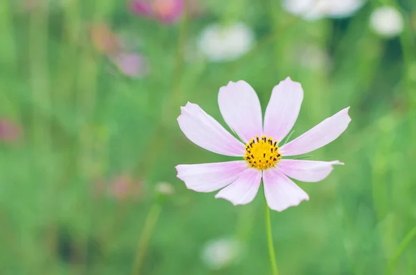 Flowers Cosmos Flowerbed Blurred Background — Stock Photo, Image