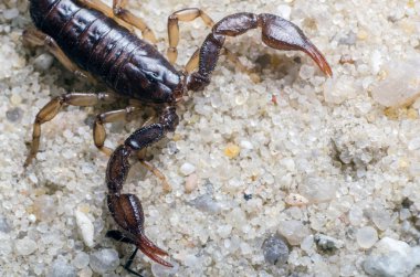 Akrep sürüngenler kum üzerinde Kapat.