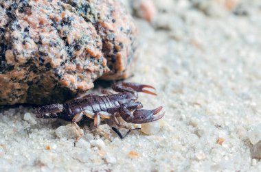Akrep sürüngenler kum üzerinde Kapat.