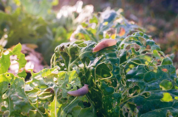 Les Feuilles Chou Mangées Par Les Limaces Parasite Gâche Récolte — Photo