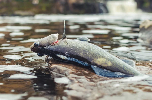 Dead Poisoned Fish Lies Banks River Environmental Pollution — Stock Photo, Image