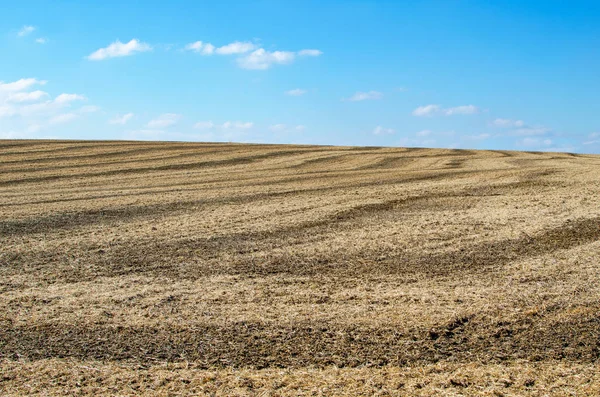 Soybean field after harvest in the fall