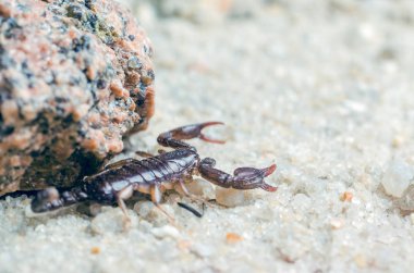 Akrep sürüngenler kum üzerinde Kapat.