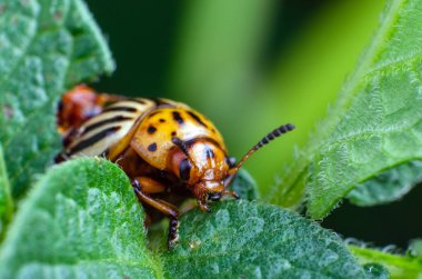 Colorado Patates böceği yeşil patates yaprakları yiyor