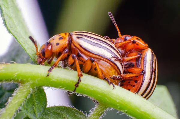 Colorado potato beetles mating on the leaves of green potatoes — Stock Photo, Image
