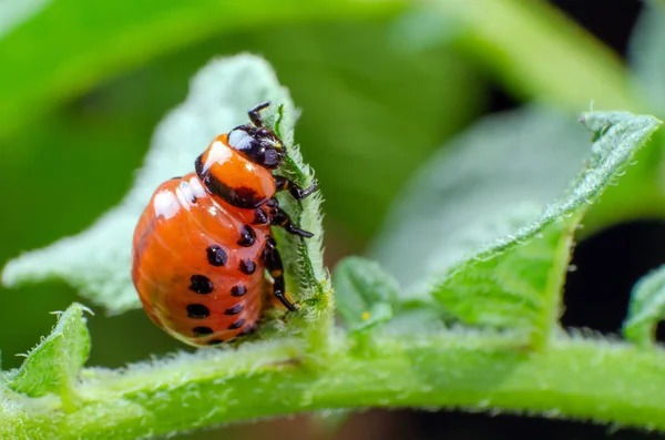 Rode larve van de Coloradokever eet aardappel bladeren — Stockfoto