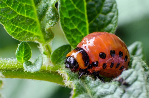 Larva vermelha do besouro de batata de Colorado come folhas de batata — Fotografia de Stock