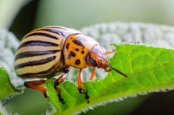 Colorado potato beetle eats green potato leaves — Stock Photo, Image