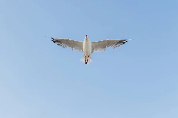 Gaivota voando no céu azul sobre o mar . — Fotografia de Stock
