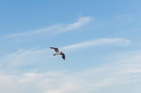 Gaviota volando en el cielo azul sobre el mar . — Foto de Stock