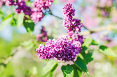 Eflatun çiçekler bahar bahçe güneş ışığı altında