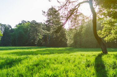 Ağaç Parkı güneşli ışınları altında yeşil çim
